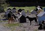 Prefeitura de Caxias apresenta projeto para Parque Municipal da Proteção Animal