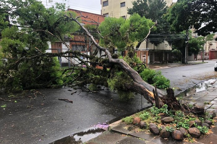 Foto real de árvore com galhos secos próximos a fios de energia