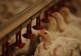 Indústria diminui produção e aumenta preço do frango no RS