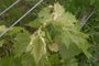 Fotos de vinhedo da agrônoma e produtora rural Eveline Previtali, em Dom Pedrito, com sintomas de atrofia por deriva de 2,4-D<!-- NICAID(14630009) -->