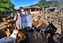Protetora de animais transforma sítio em lar para mais de 400 cães em Porto Alegre