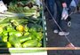 Feira livre e feira ecológica são suspensas em Bento Gonçalves