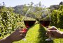 Conheça as últimas novidades no mundo do vinho brasileiro