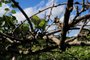  FARROUPILHA, RS, BRASIL, 03/11/2020. Muda resistente a fungo que atinge plantação de kiwi é esperança de retomada da cultura em Farroupilha.Celito Contini, 52 anos, produtor rural que tem perda de cerca de 5% da plantação de kiwi todos os anos por causa do fungo. (Porthus Junior/Agência RBS)<!-- NICAID(14633918) -->