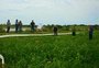 MST e Irga iniciam pesquisa para melhorar manejo do arroz orgânico no RS