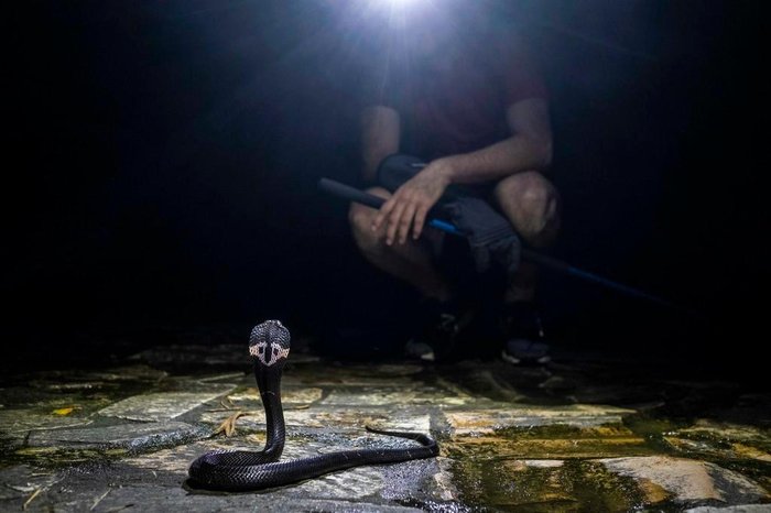 Vídeo: cobras voadoras pulam em árvores e viram um enigma para cientistas -  Internacional - Estado de Minas