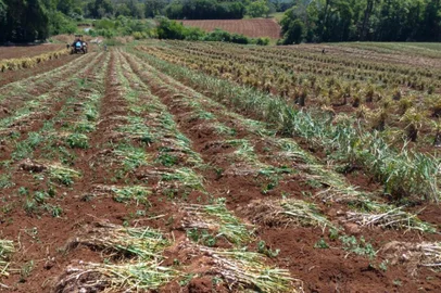 Colheita do alho começa no RS<!-- NICAID(14645888) -->