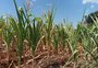 Safra de verão no RS avança em meio a clima de tensão gerado por nova estiagem 