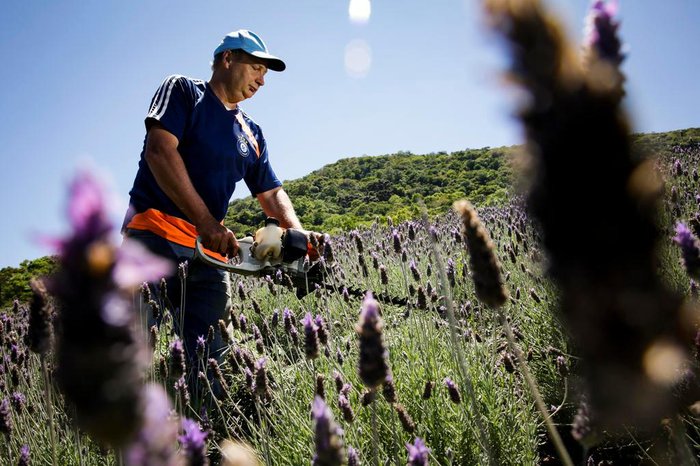 Conheça o município gaúcho que é o maior produtor de lavanda do país | GZH