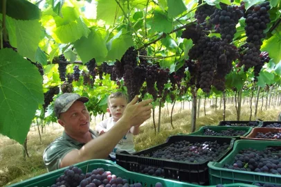 Colheita da safra da uva tem inícioVariedade superprecoce, cultivada nas regiões mais quentes, como os Vales do Caí, Taquari e Antas, a uva Vênus é a primeira a ser colhida na Serra. A uva chega à mesa do consumidor com qualidade devido à sanidade apresentada pelas vinhas.Uma das propriedades que está colhendo esta variedade desde a semana passada é da família de Andrei Lazzarini, na comunidade de Nossa Senhora dos Navegantes, em Cotiporã. Além da Vênus, ele também cultiva Niágara Branca e Rosa, Isabel, Rúbia, Violeta, Clone 30 e Carmen, em uma área de aproximadamente 5,5 hectares. A safra na propriedade se estenderá até o fim de fevereiro.<!-- NICAID(14656768) -->