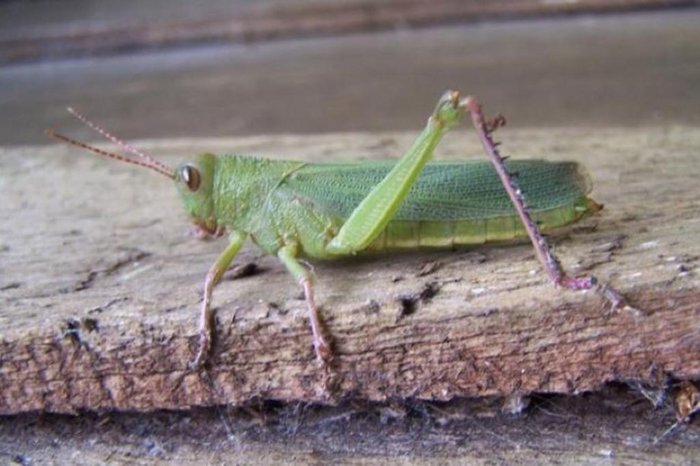 Entomologia / Ufpel