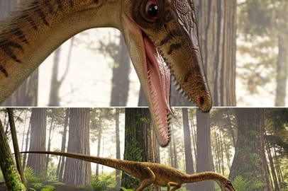 Uma nova espécie de dinossauro, da linhagem dos terópodes, foi apresentada por um pesquisador da Universidade Federal de Santa Maria (UFSM) como antepassado do Tiranossauro Rex e do Velociraptor. O fóssil do animal foi encontrado no Sítio Niemeyer, em Agudo, na Região Central do Rio Grande do Sul. As informações são do G1.Segundo Rodrigo Temp Müller, pesquisador do Centro de Apoio à Pesquisa Paleontológica - Cappa, da UFSM, o Erythrovenator jacuiensis viveu há 230 milhões de anos, no período triássico, durante a ascensão da era dos dinossauros.
