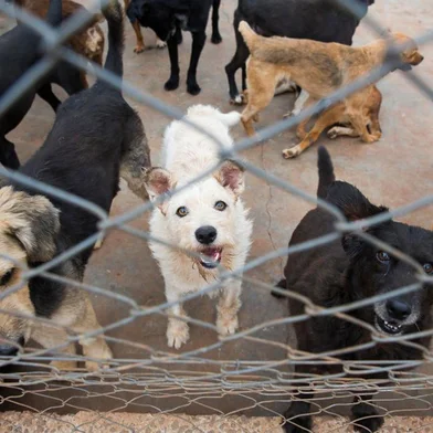  CAXIAS DO SUL, RS, BRASIL, 08/01/2019: Projeto Engenharia Solidária, criado pela engenheira Rejane Rech, recolhe tampas plásticas para arrecadar dinheiro e doar a ONGs de proteção a animais. (CAMILA DOMINGUES/AGÊNCIA RBS)<!-- NICAID(13927618) -->