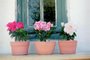 Flor decoram janelas#PÁGINA: 1#ENVELOPE: 260886<!-- NICAID(631178) -->
