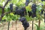 Fotos da colheita da uva Vênus, em Farroupilha, na família Correa.<!-- NICAID(14656987) -->