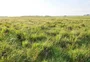 Pampa gaúcho perdeu 21,4% de vegetação nativa nos últimos 36 anos, aponta estudo