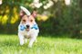  PORTO ALEGRE, RS, BRASIL,02/08/2018- Jack Russell Terrier, cachorro, dog, cão.Foto: alexei_tm/stock.adobe.comLocal: MoscowIndexador: Alexei MaximenkoFonte: 292310700<!-- NICAID(14424220) -->