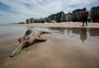 Golfinho mais ameaçado de extinção do litoral brasileiro é encontrado morto com rede de pesca na boca