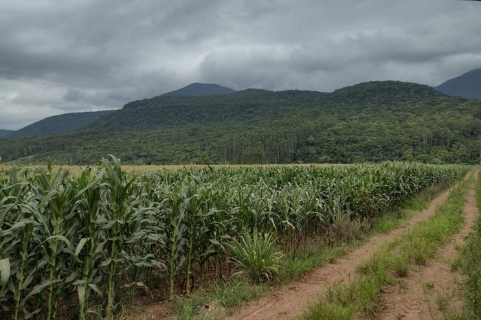 Marcelo Xavier Tozzi / Emater-RS / Divulgação