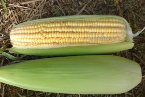 Israel Alexandre Pereira Filho / Embrapa / Divulgação