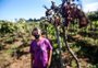 Agricultores contabilizam prejuízos nas produções de uvas, oliveiras e outras culturas
