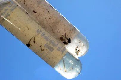  CAXIAS DO SUL, RS, BRASIL 16/12/2015Focos do mosquito da dengue em residências do bairro Centenário 1 em Caxias do Sul. (Felipe Nyland/Agência RBS)Indexador: Felipe Nyland                   <!-- NICAID(11892744) -->