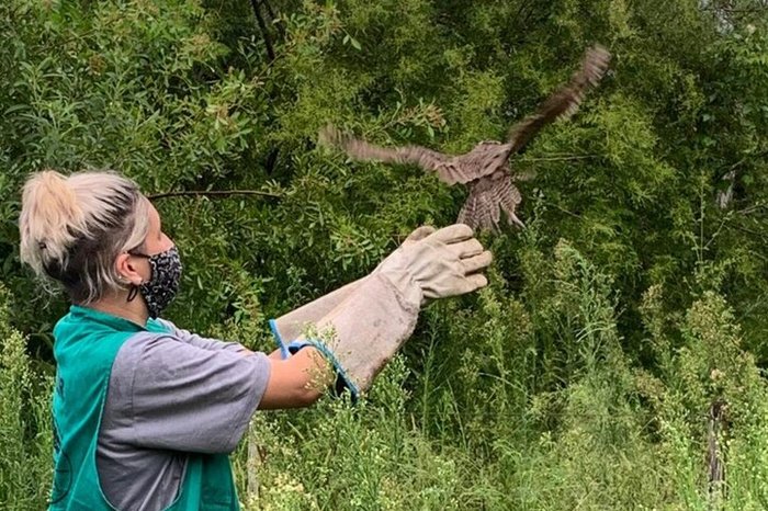 Animais foram soltos nesta tarde