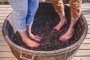Vindima 2021 com a pisa de uvas na Cristofoli Vinhos de Família, em Bento<!-- NICAID(14703993) -->