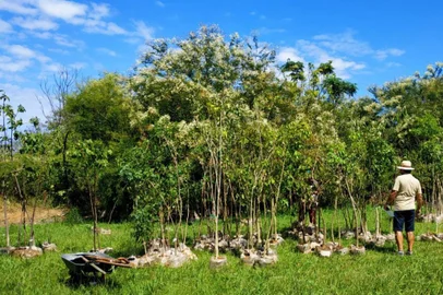 Heineken doa mudas de plantas nativas para Porto Alegre<!-- NICAID(14727123) -->