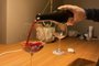 vinho, destemperados, taça de vinho<!-- NICAID(14536466) -->
