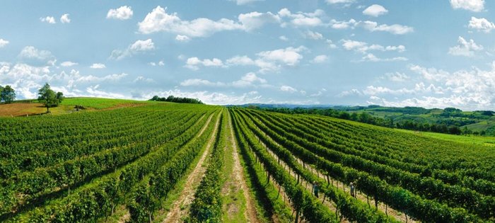 Boscato Vinhos Finos / Divulgação