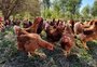 A história da propriedade que deu escala à produção de ovos orgânicos