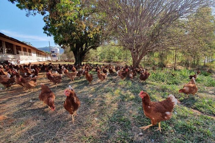 Fazenda da Toca / Divulgação Fazenda da Toca / Divulgação