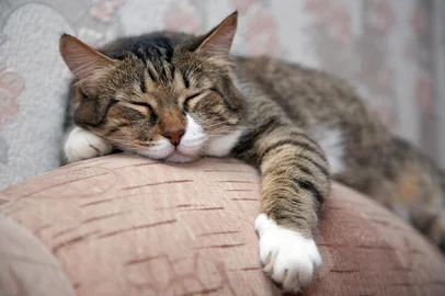 Cat sleeping by sofa. Kuzia - senior cat (12 y.o.)Indexador: Igor ZhorovFonte: 1579488<!-- NICAID(14792601) -->