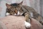 Cat sleeping by sofa. Kuzia - senior cat (12 y.o.)Indexador: Igor ZhorovFonte: 1579488<!-- NICAID(14792601) -->