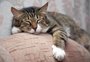 Dez, 12, 14 horas de sono por dia: por que os gatos dormem tanto? Veterinária explica
