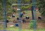 Enquanto prefeitura procura nova área para canil em Caxias, ONGs promovem campanhas para animais do abrigo 