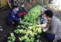 No lugar de lixo e insegurança, moradoras de Alvorada criam horta comunitária