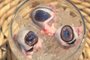No Limite: Olhos de Cabra marcam presença em prova da comida<!-- NICAID(14833978) -->
