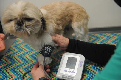 CAXIAS DO SUL, RS, BRASIL (15/07/2021)Clínica Estimação. Proprietária Caren Zatti Corá, Atendimentos na clínica, dos pets. É pauta sobre o mercado de clínicas veterinárias em Caxias para o +Serra<!-- NICAID(14835950) -->
