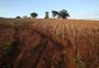 Novas doenças e alerta na agricultura e pecuária: como a mudança climática pode atingir o RS