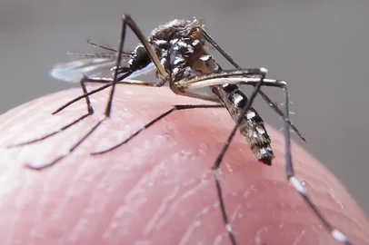 rdgol; zika vírus; dengue; aedes aegypti