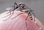 Crianças com síndrome congênita de zika têm mais risco de morrer, diz estudo