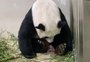 VÍDEO: filhote de panda gigante nasce em zoo de Cingapura após ser concebido por inseminação artificial 