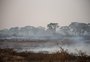 Queimadas mataram 17 milhões de animais vertebrados no Pantanal em 2020, diz estudo