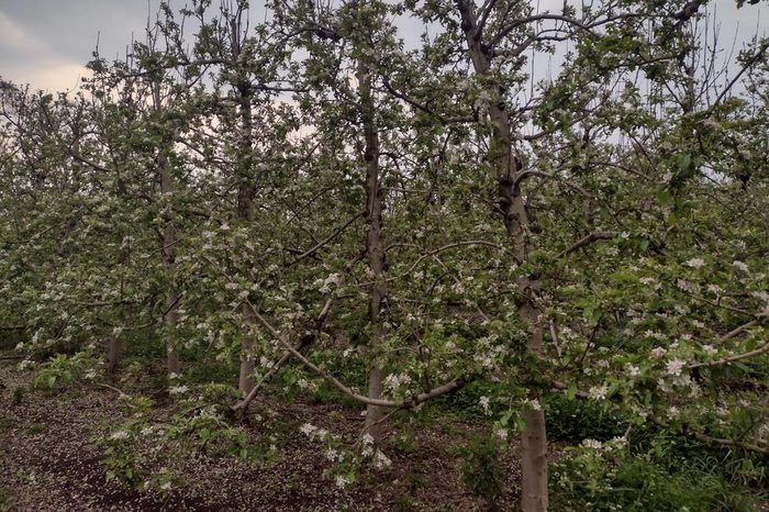 Emater de Bom Jesus / Divulgação Emater de Bom Jesus / Divulgação
