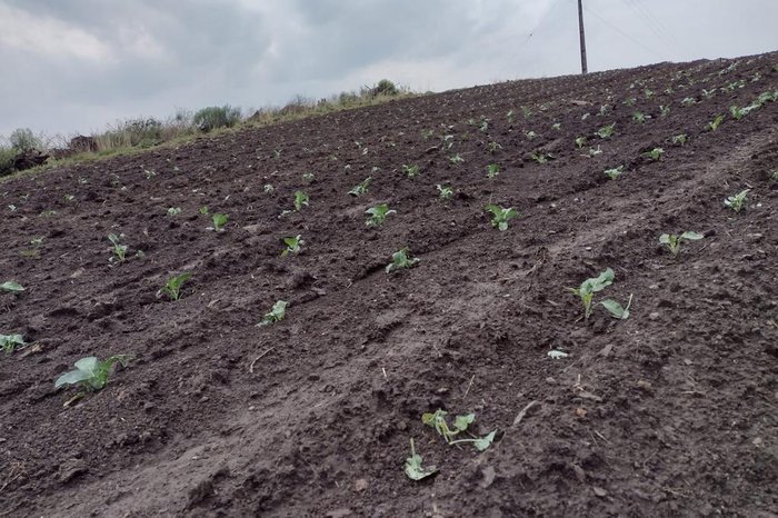 Orlando Júnior Kramer Velho / Divulgação Orlando Júnior Kramer Velho / Divulgação