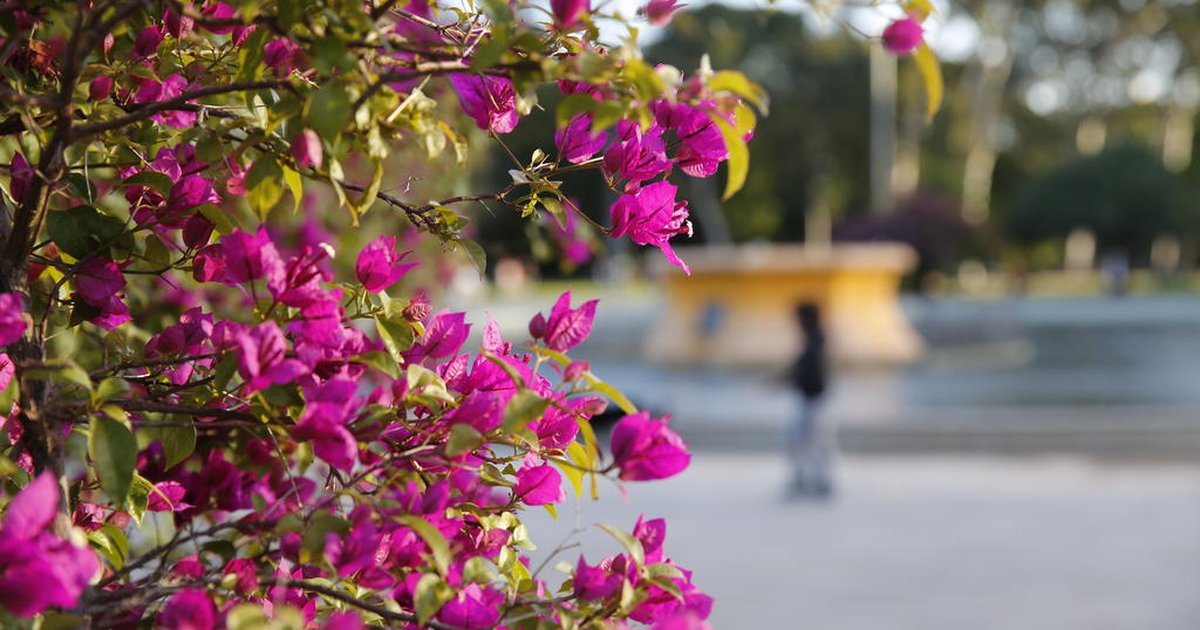 Primavera: descubra de onde vem o nome da estação das flores | GZH