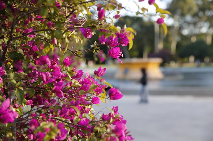 Primavera: descubra de onde vem o nome da estação das flores | GZH