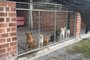 Surto de cinomose mata 25 cães em canil municipal de Farroupilha.<!-- NICAID(14897096) -->